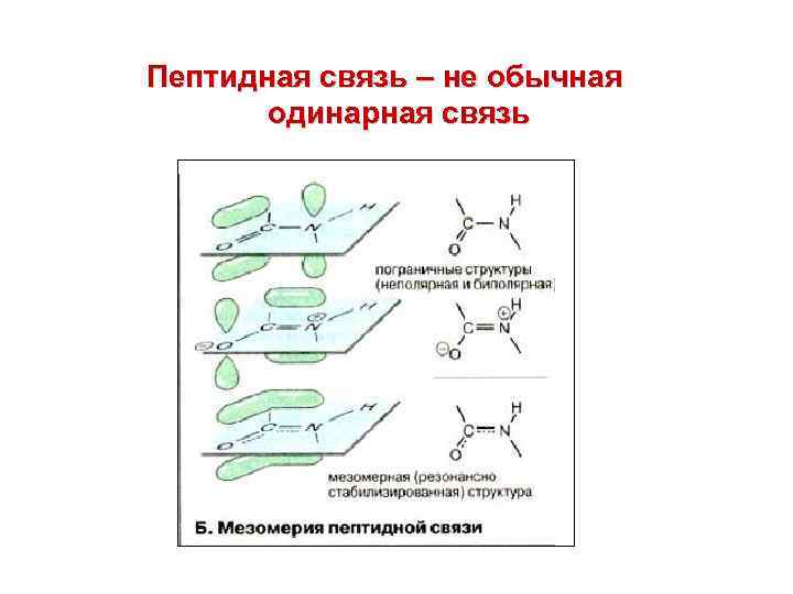 Характеристика пептидной связи в белках