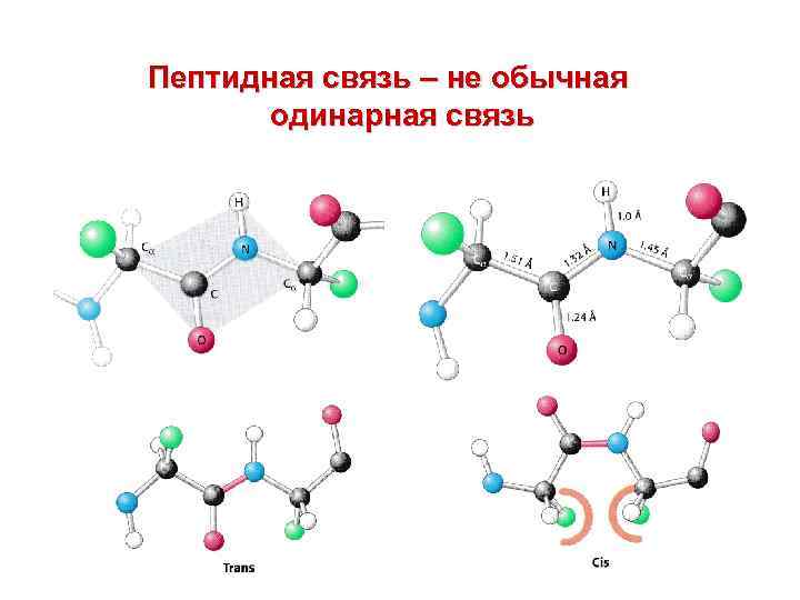 Пептидная связь – не обычная одинарная связь 