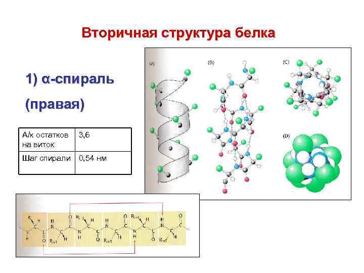 Вторичная структура белка 1) α-спираль (правая) А/к остатков на виток 3, 6 Шаг спирали