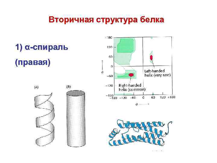 Вторичная структура белка 1) α-спираль (правая) 