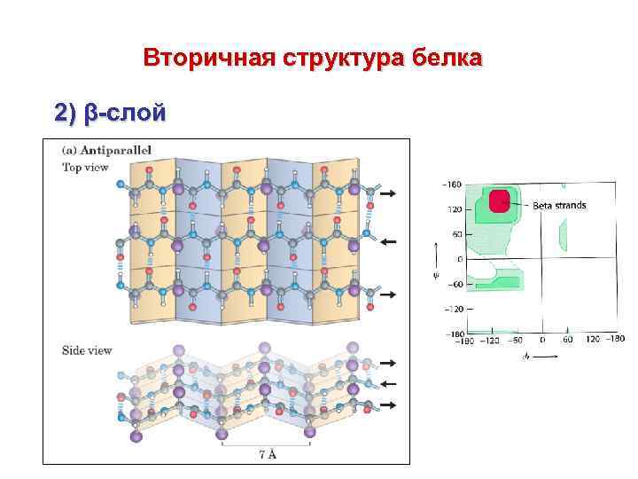 Какие связи стабилизируют вторичную структуру белков