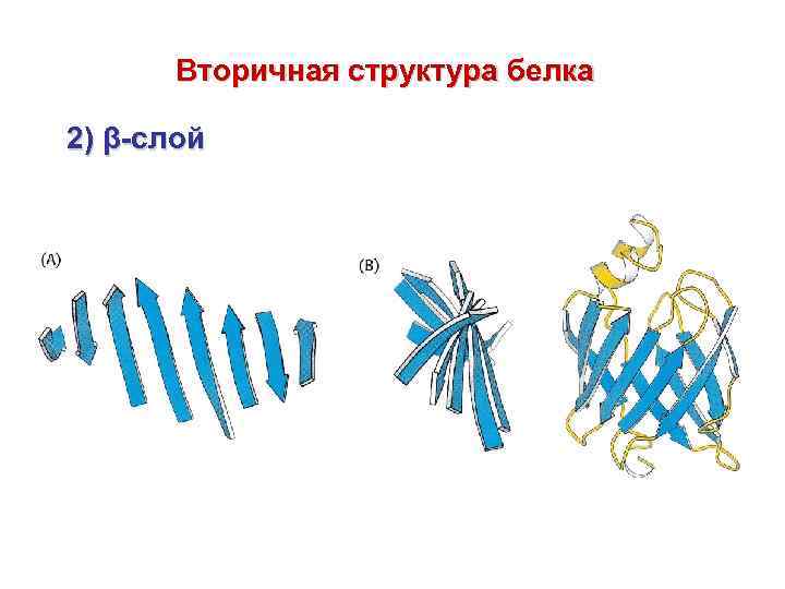 Вторичная структура белка фото