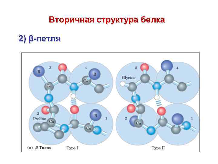 Чем отличаются структуры белка