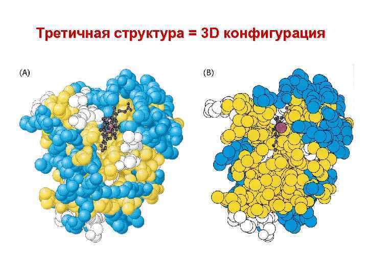 Третичная структура = 3 D конфигурация 