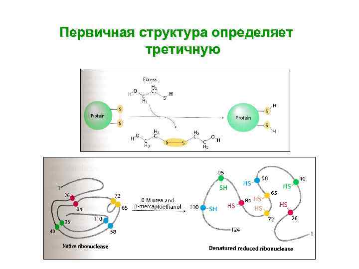 Первичная структура определяет третичную 