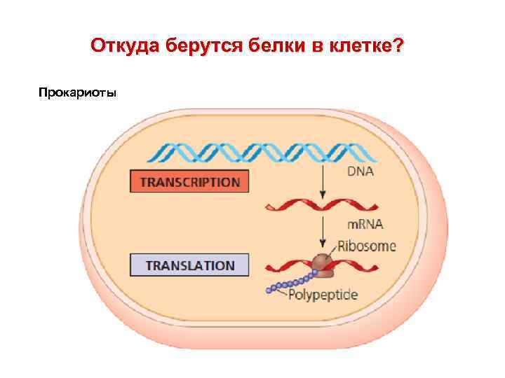 Откуда берутся белки в клетке? Прокариоты 