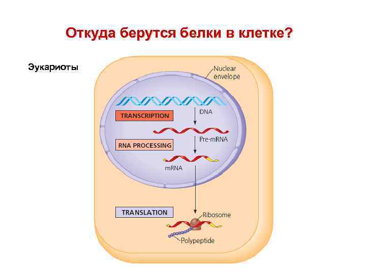 Откуда берутся белки в клетке? Эукариоты 