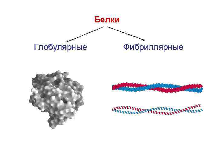 Фибриллярная и глобулярная структура белка