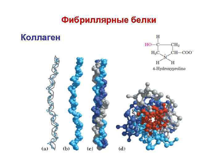 Фибриллярные белки. Структура белка фибриллярные белки. Коллаген фибриллярный белок. Структура фибриллярного белка. Коллаген. Эластин белок структура.