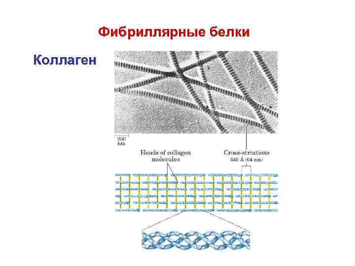 Фибриллярные белки. Структура фибриллярного белка. Коллаген. Фибриллярные белки эластин и коллаген структура. Коллаген фибриллярный белок. Строение фибрилл коллагена типа 1.