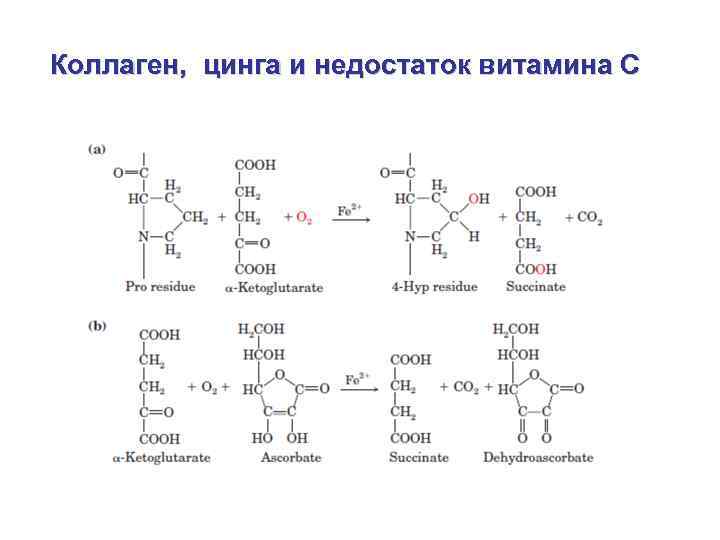 Коллаген, цинга и недостаток витамина С 