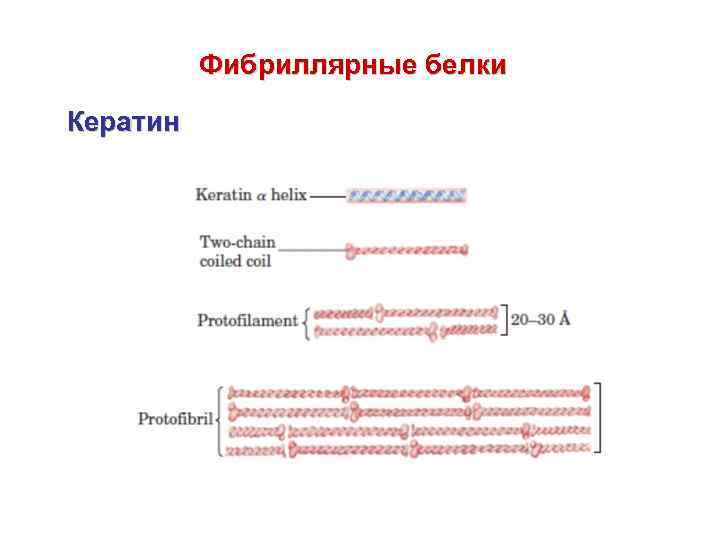 Фибриллярные белки Кератин 