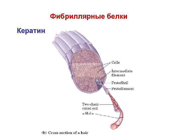 Фибриллярные белки Кератин 