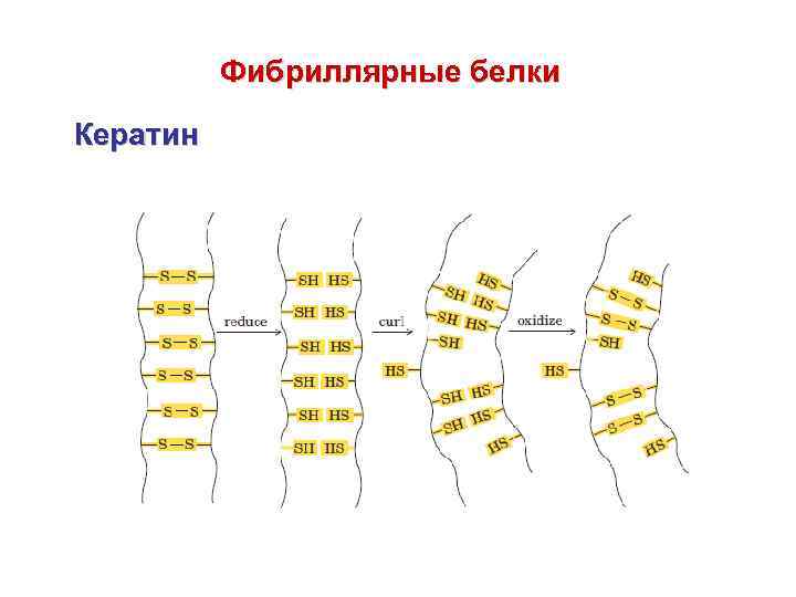 Фибриллярные белки Кератин 