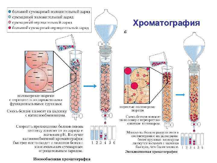 Хроматография 