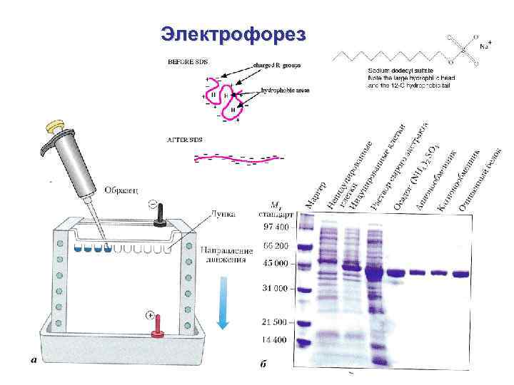 Я фотограф электрофорез текст. Электрофорез белков в полиакриламидном геле. Электрофорез схема биохимия. Электрофорез белков схема.