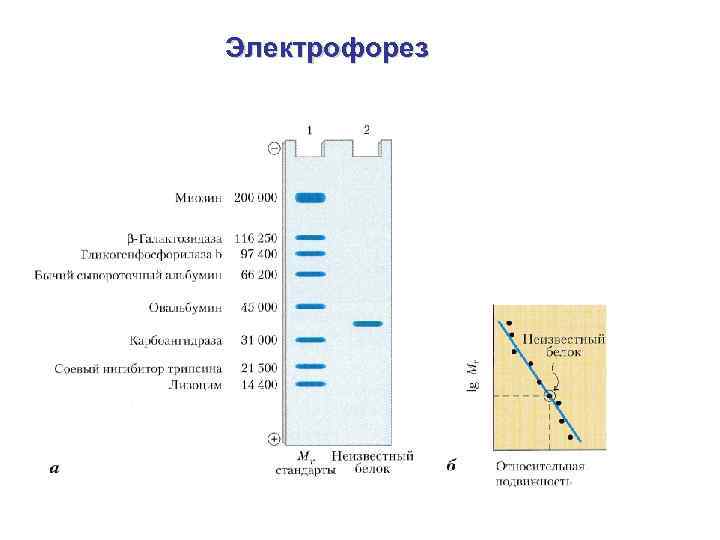 Электрофорез 