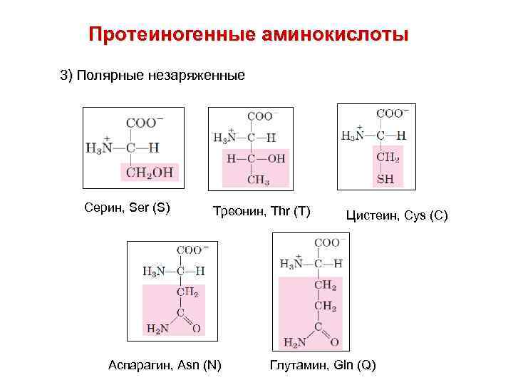 Протеиногенные аминокислоты 3) Полярные незаряженные Серин, Ser (S) Треонин, Thr (T) Аспарагин, Asn (N)