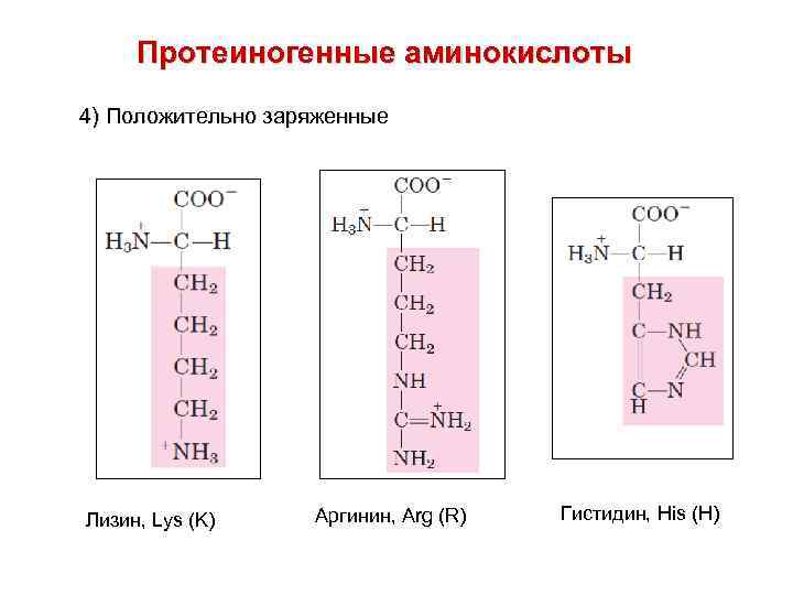 Протеиногенные аминокислоты 4) Положительно заряженные Лизин, Lys (K) Аргинин, Arg (R) Гистидин, His (H)