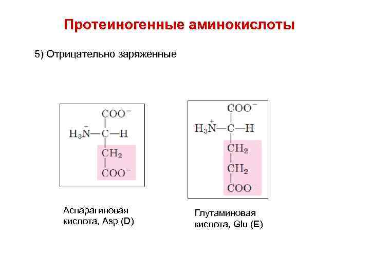 Протеиногенные аминокислоты 5) Отрицательно заряженные Аспарагиновая кислота, Asp (D) Глутаминовая кислота, Glu (E) 