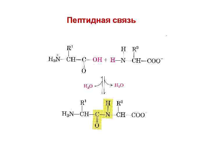 Пептидная связь в белках