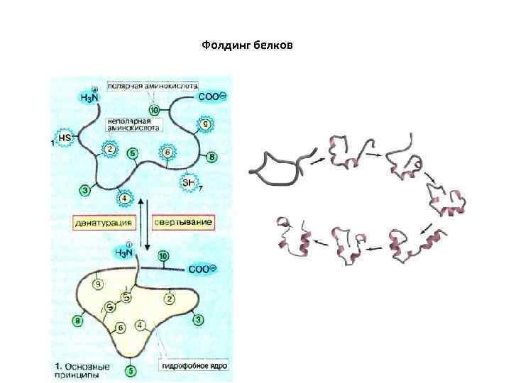 Фолдинг белков 