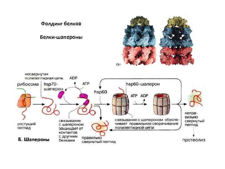 Фолдинг белков Белки-шапероны 