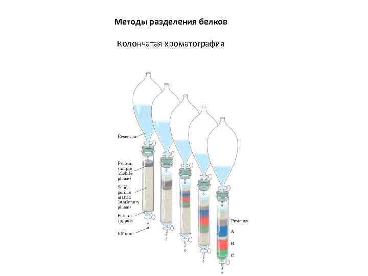 Методы разделения белков Колончатая хроматография 