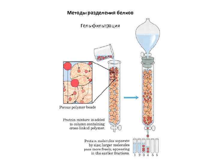 Методы разделения белков Гель-фильтрация 