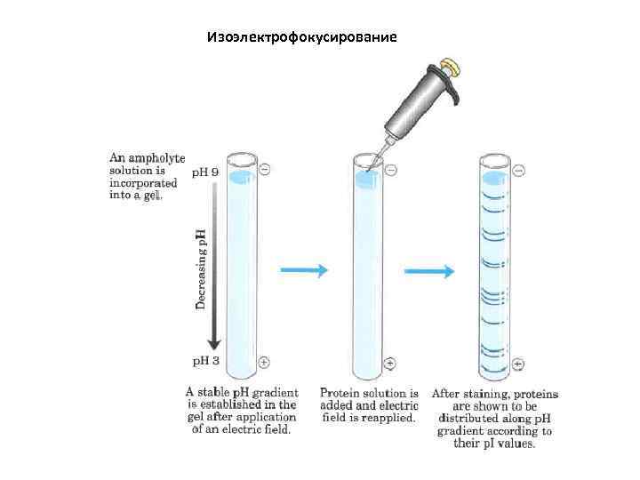 Изоэлектрофокусирование 