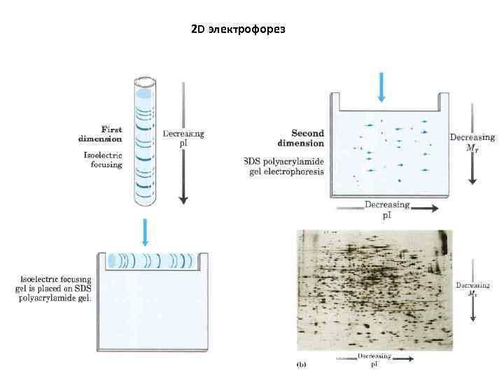 2 D электрофорез 