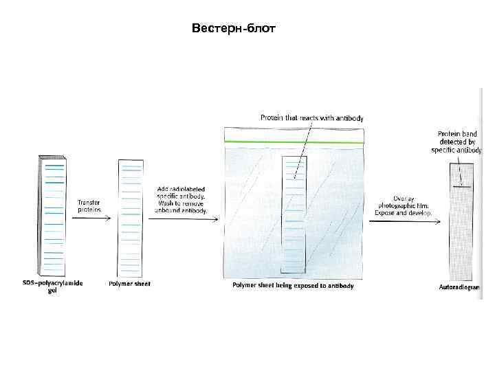 Вестерн-блот 