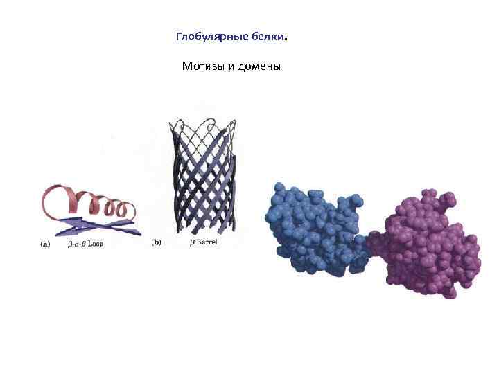 Глобулярные белки. Мотивы и домены 