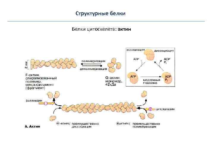 Структурный белок