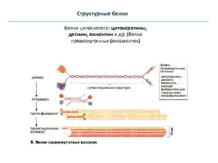 Структурные белки Белки цитоскелета: цитокератины, десмин, виментин и др. (белки промежуточных филаментов) 
