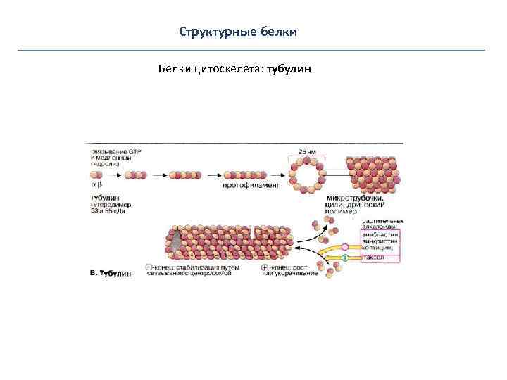 Структурные белки Белки цитоскелета: тубулин 