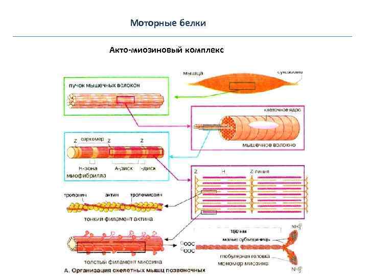Моторные белки Акто-миозиновый комплекс 