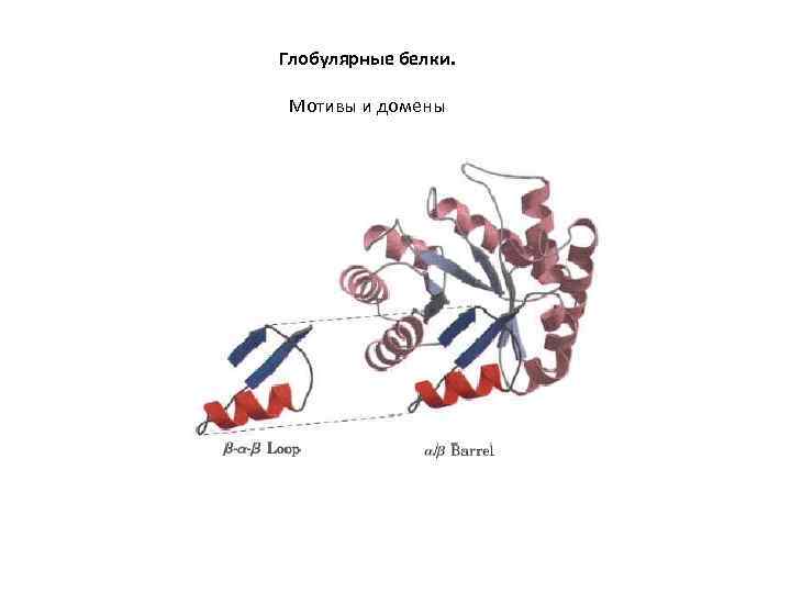 Глобулярные белки. Мотивы и домены 
