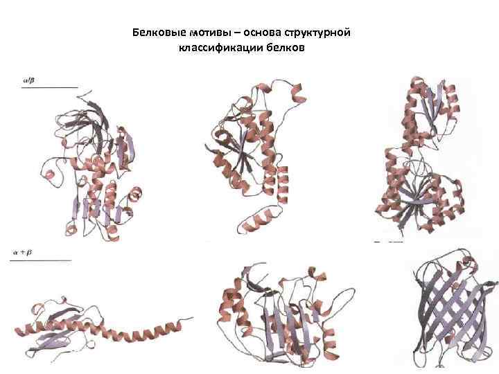 Белковые мотивы – основа структурной классификации белков 