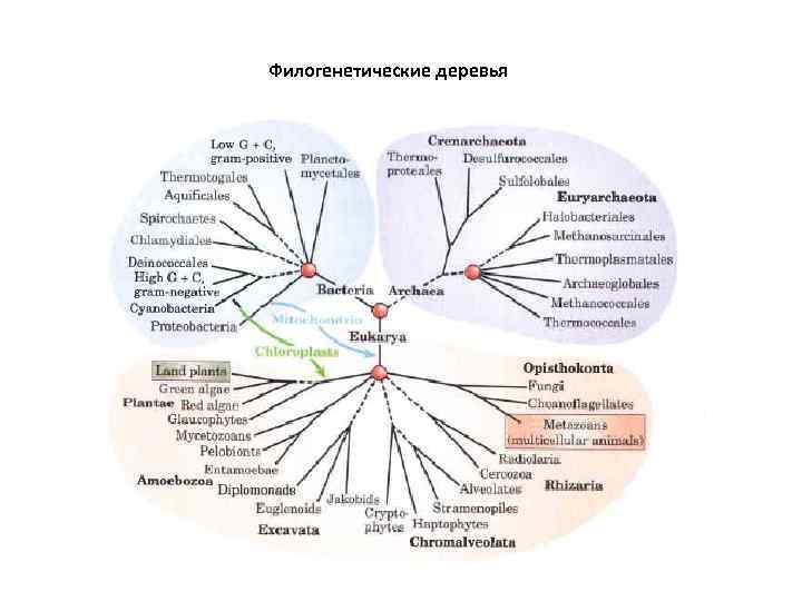 Филогенетические деревья 