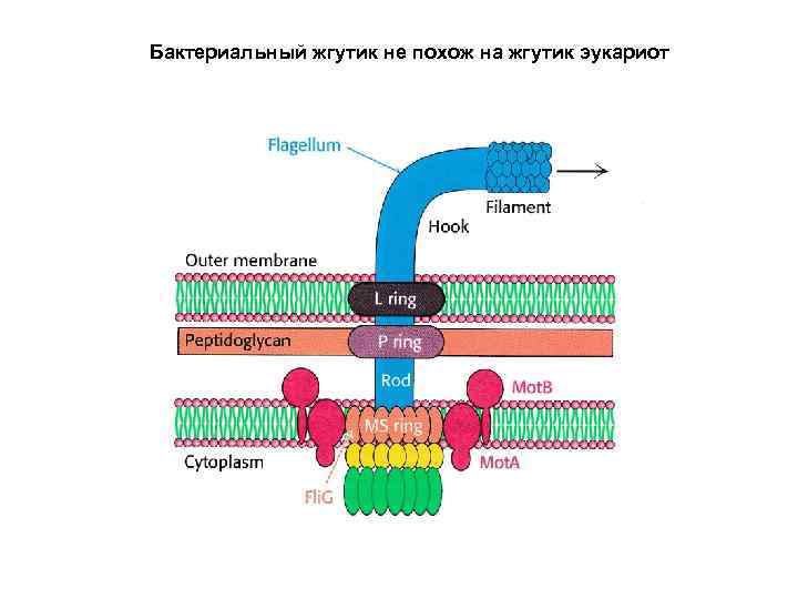 Строение жгутика эукариот