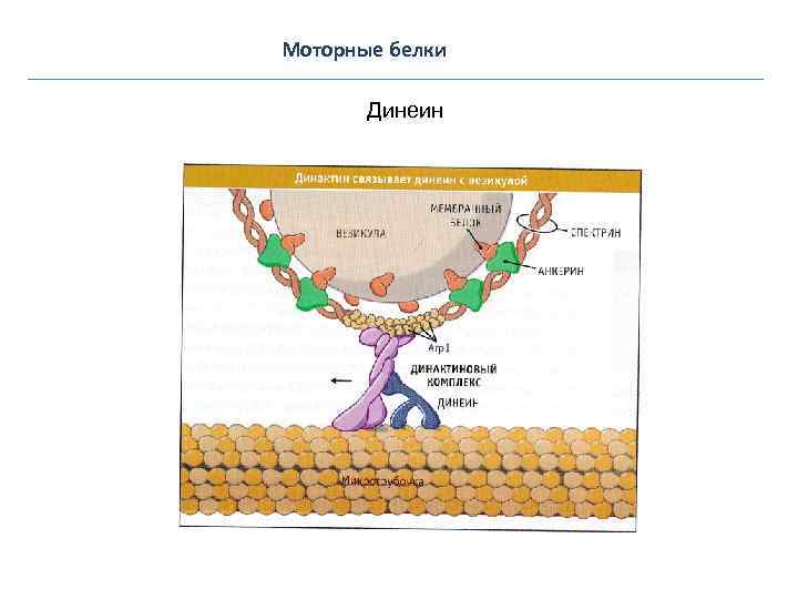Моторные белки Динеин 