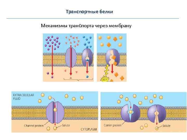 Транспорт функция белков