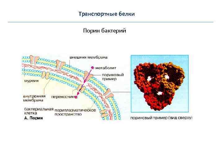 Транспортные белки Порин бактерий 