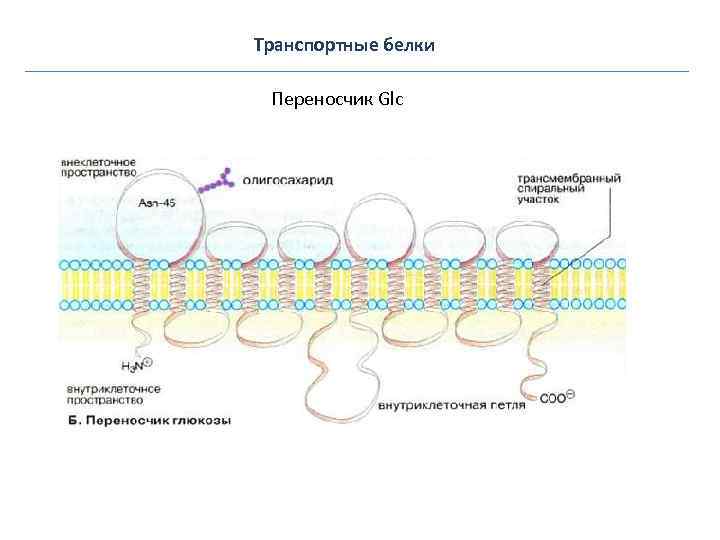 Транспортные белки Переносчик Glc 