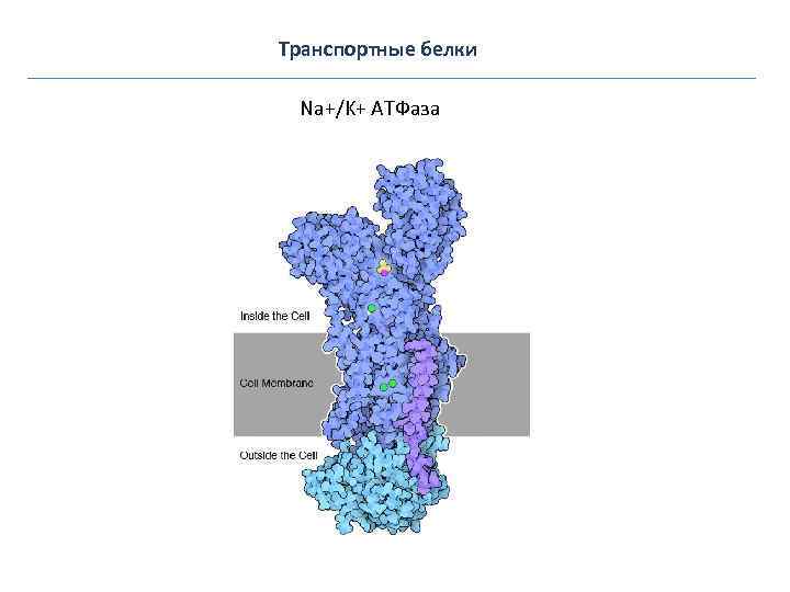 Транспортные белки Na+/K+ АТФаза 