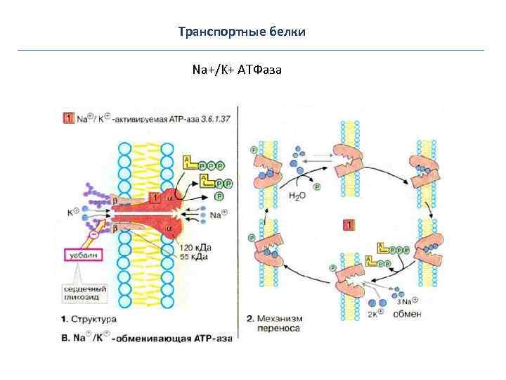 Транспортные белки Na+/K+ АТФаза 