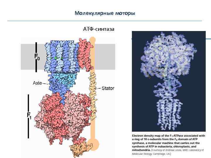 Молекулярные моторы АТФ-синтаза 