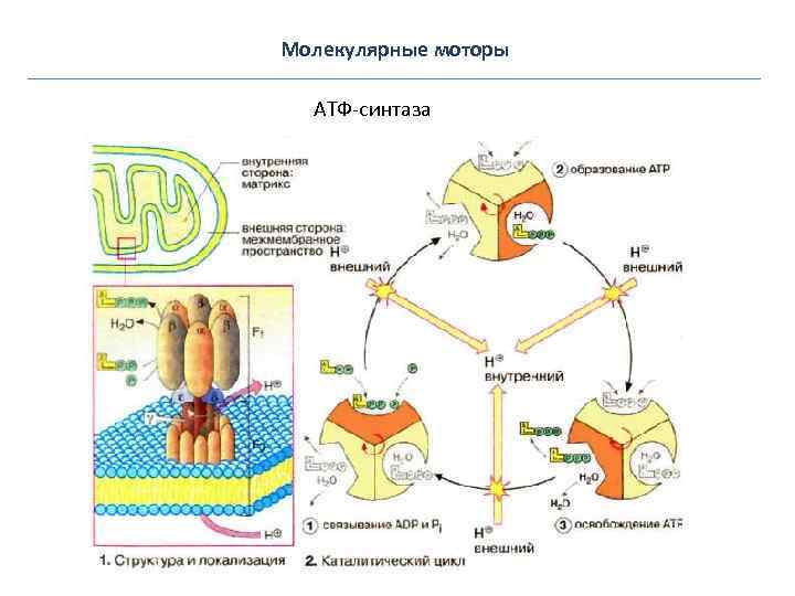 Молекулярные моторы АТФ-синтаза 