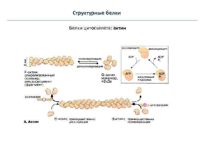 Структурные белки Белки цитоскелета: актин 